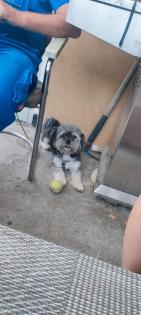 Shih - tzu