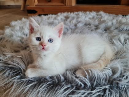 Wunderschöne Bkh kitten blue point und silver shaded