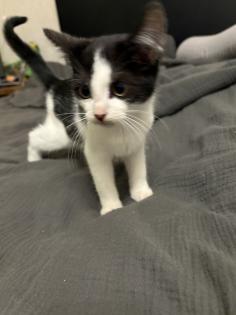 Katzen Babys mischlinge