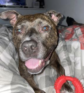 Pit-Staff-Mix sucht dringend neues Zuhause oder Pflegestelle
