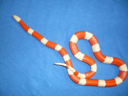 1, 1 Lampropeltis nelsoni albino