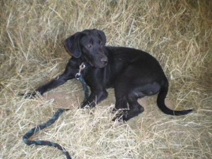 Sportlich, schlanker Labradormischling - Welpe