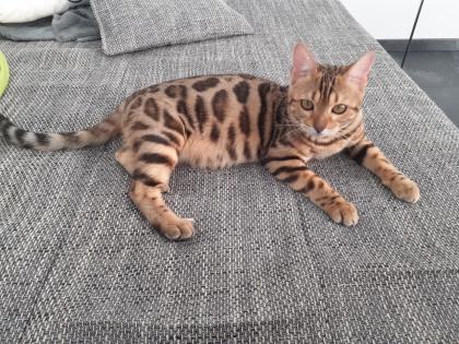 Liebevoller Kater Reinrassig Bengal in Gute Hände abzugeben