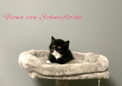 Wunderschöne BKH Kitten suchen liebevolles Zuhause