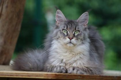 Liebes Maine Coon Mädchen