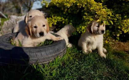 Golden Retriever Welpen abzugeben