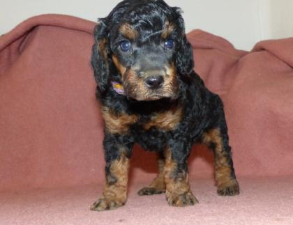 Kleinpudel Rüden in Black and Tan und Fawn