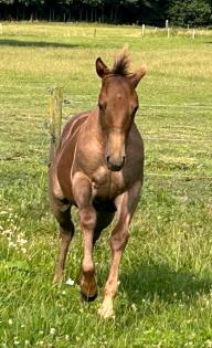 Quarter Horse Hengstfohlen