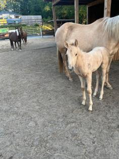 Quarter Horse Hengst Fohlen