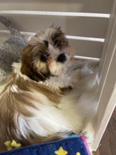 Süße cavalier- Shihtzu welpen/ CavaTzu abzugeben