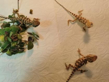 Zwergbartagamen Bartagamen Pogona henrylawsoni Jungtiere Nachzucht