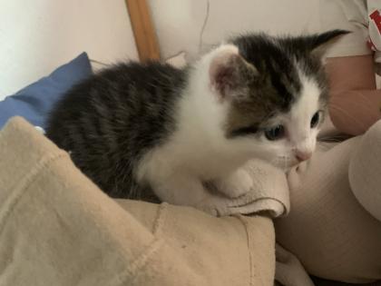 Maine Coon Kitten Mix, Katzenbabys Kätzchen