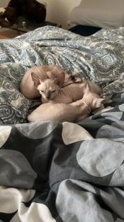 Canadian/Don Sphynx, Vater mit Ahnentafel