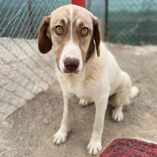 Hazel / Status sucht ein zu Hause