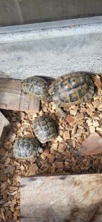 Maurische Landschildkröten