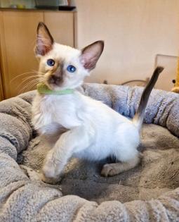 Traumhafte Balinesen Kitten suchen bald ihr neues Zuhause