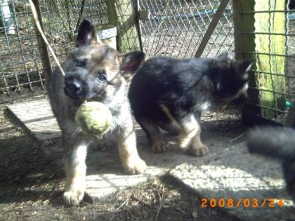 2/6 Schäferhund-Welpen aus durchdachter Leistungslinie zu verkaufen