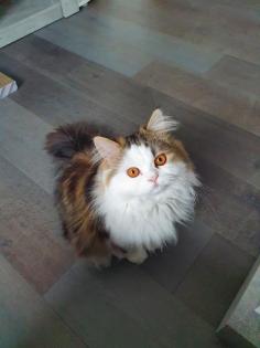 BLH Deckkater