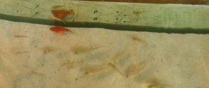 Zierfisch Gubbys, versch.