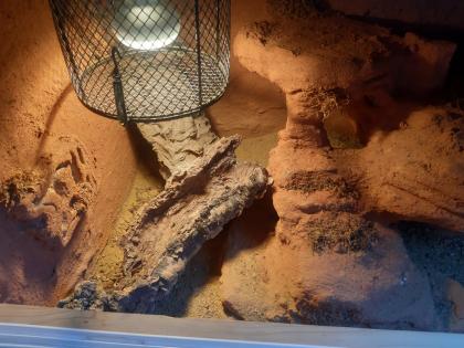 Komplettes Terrarium mit Leopardgecko
