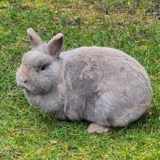 LEA Schutzgebühr Euro 40, - weiblich 5 Jahre Zwergkaninchen