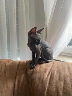 Sphynx-Katzenbabys vom Züchter