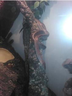 Terrarium mit Kornnatter