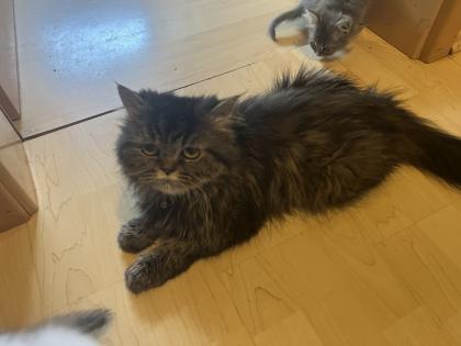 Perser-Maine Coon Mix