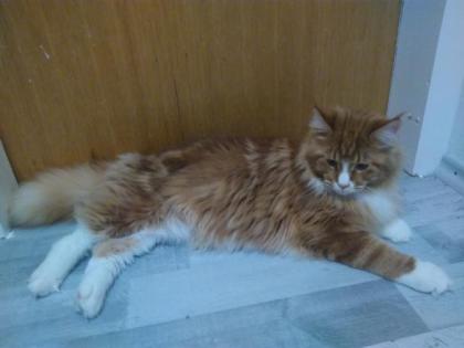 Deckkater Main Coon