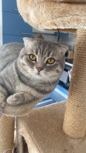 Scottish Fold Deckkater