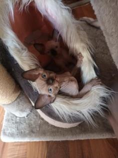 Sphynk Kitten