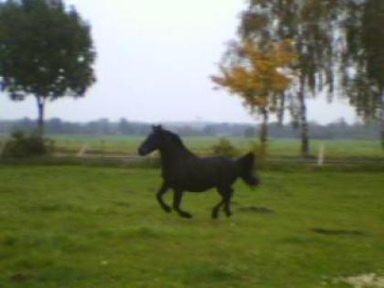Hübscher, . intelligenter Ponywallach