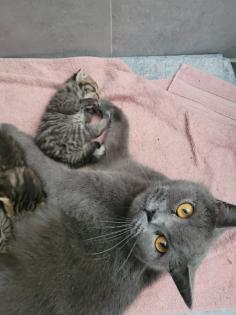 BKH Mix Kitten suchen neuen Kuschel Partner
