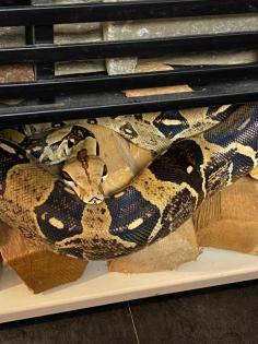 Boa Constrictor, C ohne Terrarium