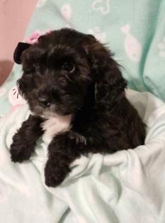 Miniature Aussiedoodle Welpen