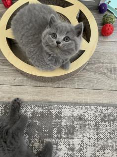 Britisch kurzhaar kitten