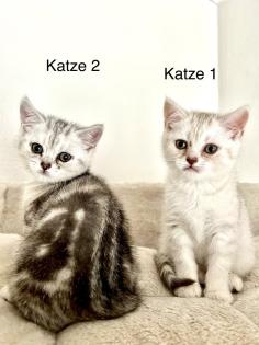 BKH Kitten suchen ab 17. 05 ein neues Zuhause