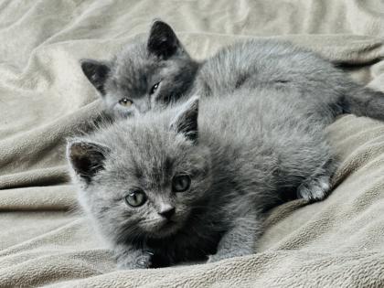 Reinrassige BKH Kitten in Blau und Lila