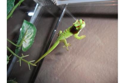 Große Madagaskar Taggeckos