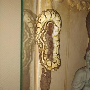 Panorama Terrarium inkl Python Pastel Lesser Männchen