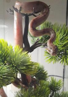 Boa constrictor