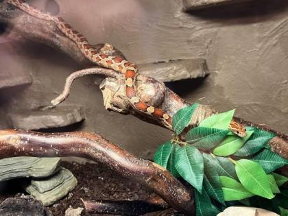 Kornnattern mit Terrarium
