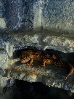 5 Leoparden Geckos Weibchen mit Terrarium