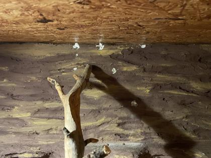 Kornnatter Weibl. inkl. Terrarium