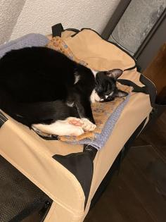 Kater Katze schmerzlich vermisst