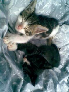 2 supersüße Babykatzen nur in liebevolle Hände anzugeben