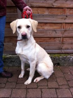 Unsere Elsa sucht ein Zuhause.