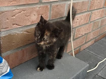 BKH Mix Kitten Katzenbabys