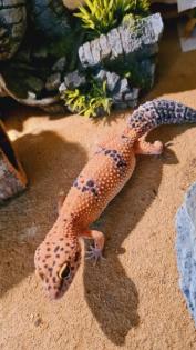 Leopardgecko NZ