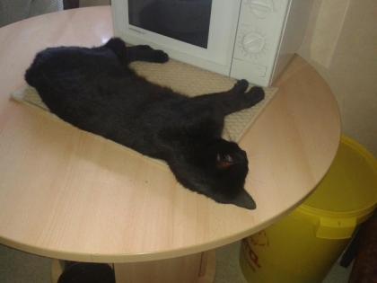 Zwei Katzen zu verschenken